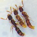 Ponera pennsylvanica - photo 3