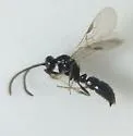 Ponera pennsylvanica - photo 4