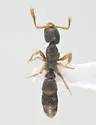 Ponera pennsylvanica - photo 5