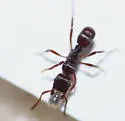 Poneracantha triangularis - photo 2