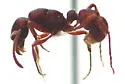 Poneracantha triangularis - photo 3