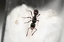 Poneracantha triangularis - photo 4