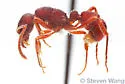 Poneracantha triangularis - photo 5
