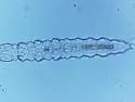 Pongeiella silvicola