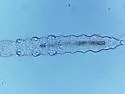 Pongeiella silvicola - photo 2