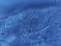 Pongeiella silvicola - photo 4