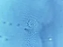 Pongeiella silvicola - photo 5