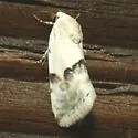 Ponometia acutus - Hodges#9105