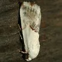 Ponometia acutus - Hodges#9105 - photo 2