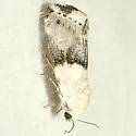 Ponometia acutus - Hodges#9105 - photo 3