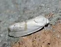 Ponometia acutus - Hodges#9105 - photo 4