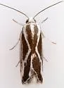 Ponometia alata - Hodges#9099