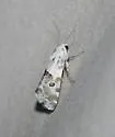 Ponometia altera - Hodges#9107