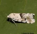 Ponometia altera - Hodges#9107 - photo 2