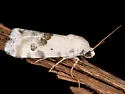 Ponometia altera - Hodges#9107 - photo 4