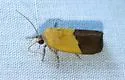 Ponometia bicolorata - Hodges#9084
