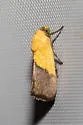 Ponometia bicolorata - Hodges#9084 - photo 4