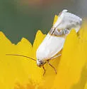 Prairie Bird-dropping Moth - Hodges#9089 - photo 2