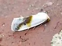 Prairie Bird-dropping Moth - Hodges#9089 - photo 4
