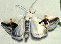 Prairie Bird-dropping Moth - Hodges#9089 - photo 5