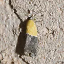 Ponometia clausula - Hodges#9086