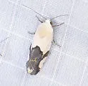 Ponometia cuta - Hodges#9094