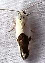 Ponometia cuta - Hodges#9094 - photo 3