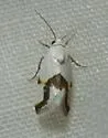 Ponometia dorneri - Hodges#9091 - Ponometia dorneri