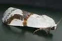 Ponometia dorneri - Hodges#9091 - photo 2
