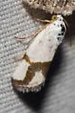 Ponometia dorneri - Hodges#9091 - photo 4