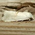 Arizona Bird Dropping Moth - Hodges#9109