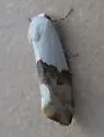 Arizona Bird Dropping Moth - Hodges#9109 - photo 2