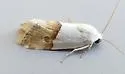 Arizona Bird Dropping Moth - Hodges#9109 - photo 3
