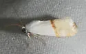 Arizona Bird Dropping Moth - Hodges#9109 - photo 4