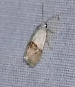 Arizona Bird Dropping Moth - Hodges#9109 - photo 5