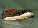 Ponometia exigua - Hodges#9115 - photo 2