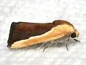 Ponometia exigua - Hodges#9115 - photo 3