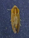 Ponometia exigua - Hodges#9115 - photo 5