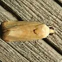 Ponometia fasciatella - Hodges#9102