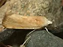 Ponometia fasciatella - Hodges#9102 - photo 2
