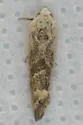 Ponometia fasciatella - Hodges#9102 - photo 4