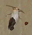 Ponometia heonyx - Hodges#9093