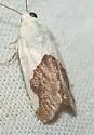 Ponometia heonyx - Hodges#9093 - photo 3