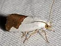 Ponometia heonyx - Hodges#9093 - photo 4