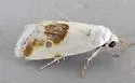 Ponometia huita - Hodges#9092 - photo 3