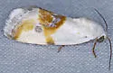 Ponometia huita - Hodges#9092 - photo 4