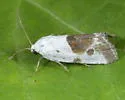 Ponometia huita - Hodges#9092 - photo 5
