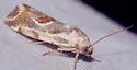 Ponometia hutsoni - Hodges#9103 - photo 2