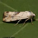 Ponometia libedis - Hodges#9096 - Ponometia libedis