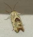 Ponometia libedis - Hodges#9096 - photo 5